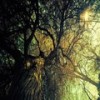 A Sacred Old Tree(Before the Beginning) - Temptresssun