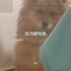 大香蕉 (cover: 香蕉哥) (其他) - 孤鴻